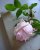 C�lia