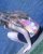 rebeca