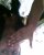MelFuller