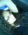 Bruna Girald