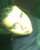 Wan Farias