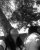 Cati