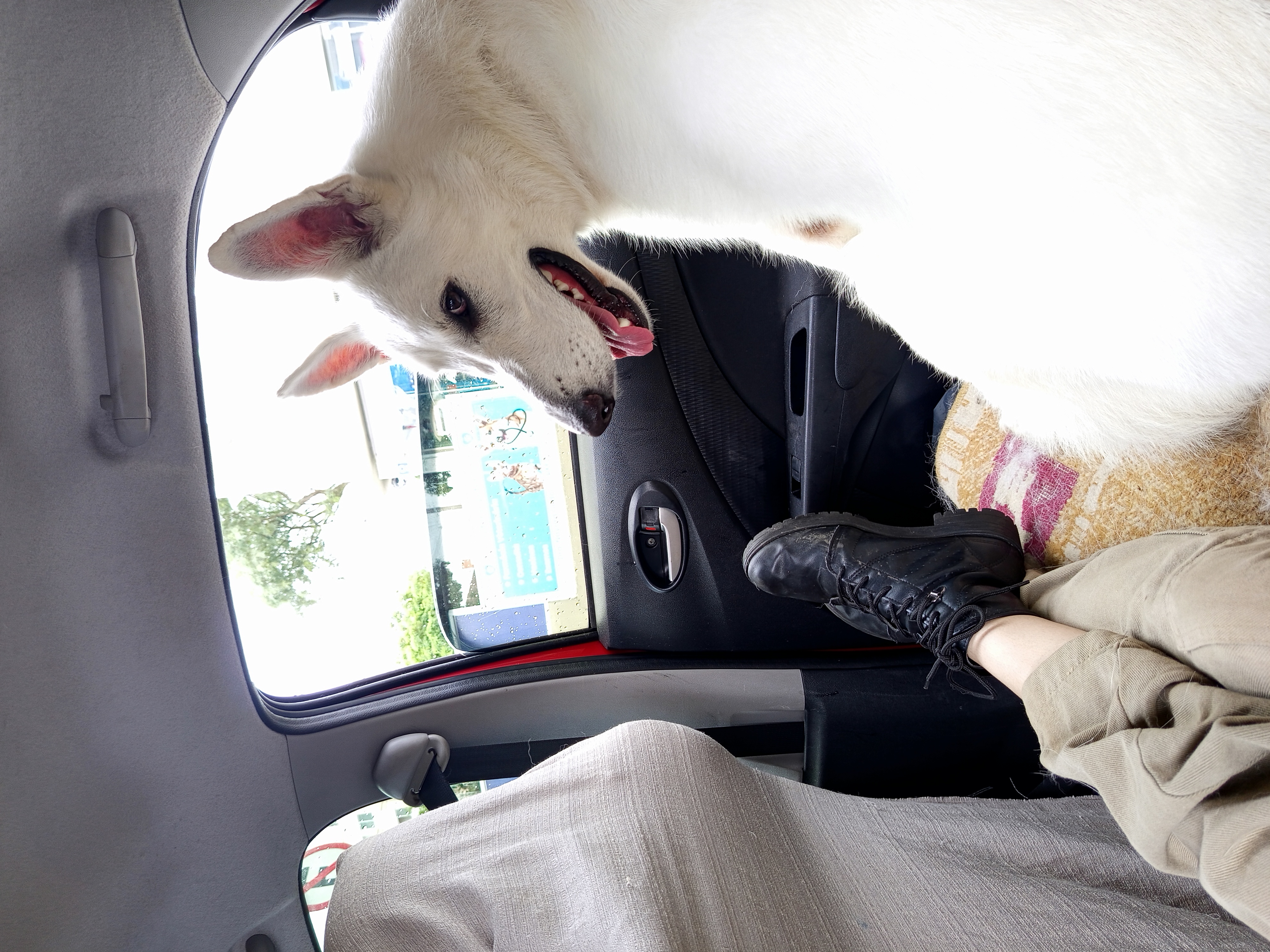 Cartas de Cardan para Jude - Holly Black